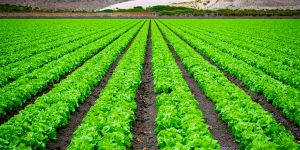 MVNO Index - potential 5G - precision agriculture MVNO Index - potential 5G - precision agriculture